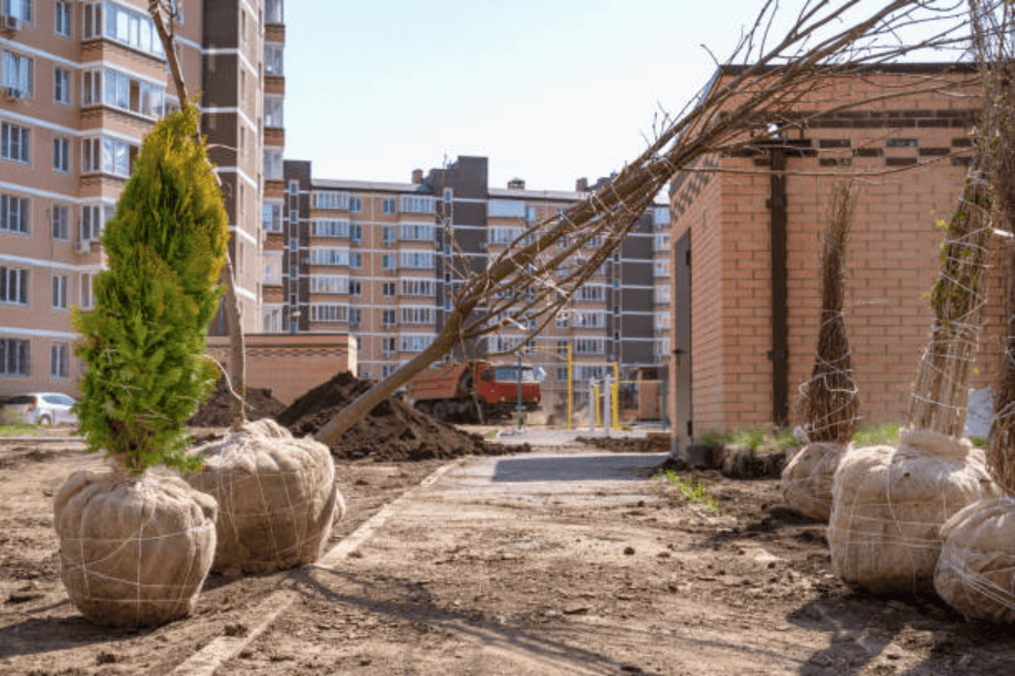 Why Tree Relocation Should Be Part of Every Construction Plan  